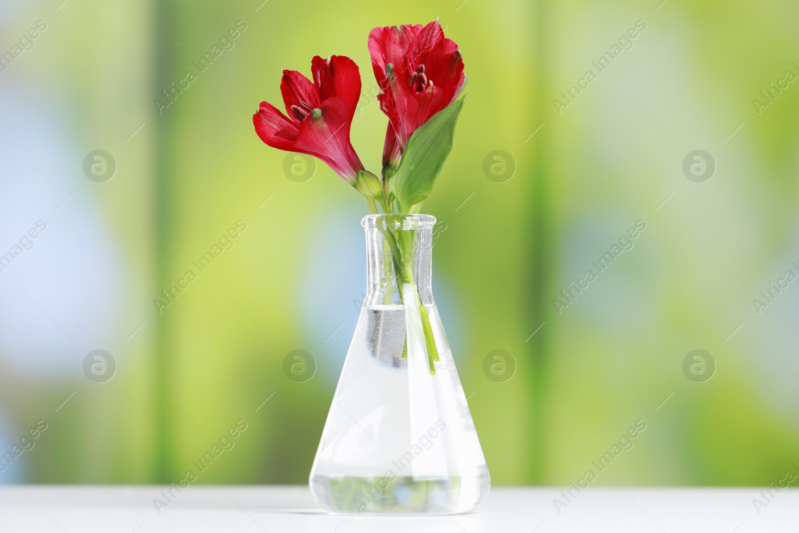 Photo of Beautiful red flowers in laboratory glass flask on white table against blurred background