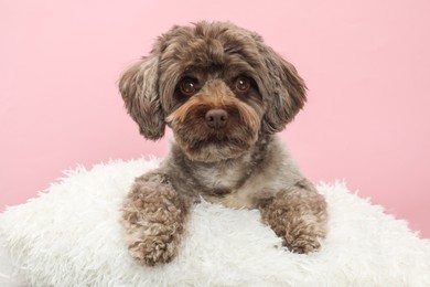 Photo of Cute Maltipoo dog with pillow resting on pink background. Lovely pet