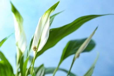 Photo of Flowers and leaves of peace lily on color background, closeup. Space for text