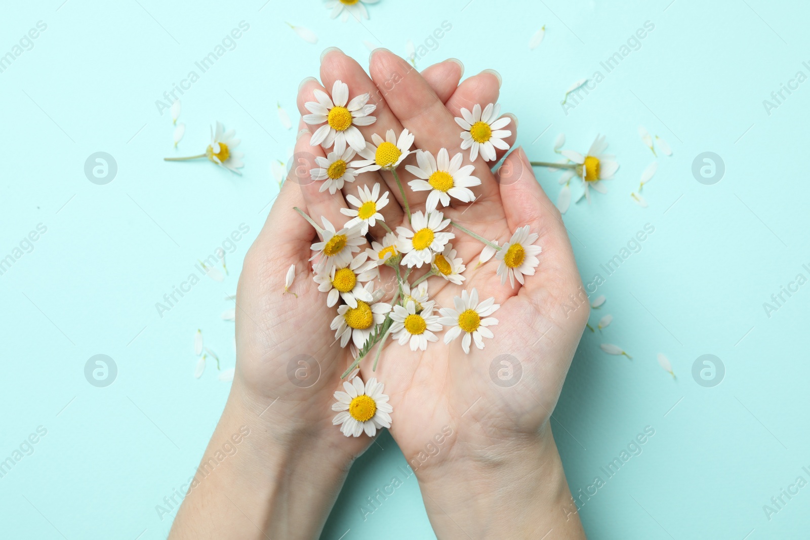 Photo of Woman holding chamomiles on light background, top view