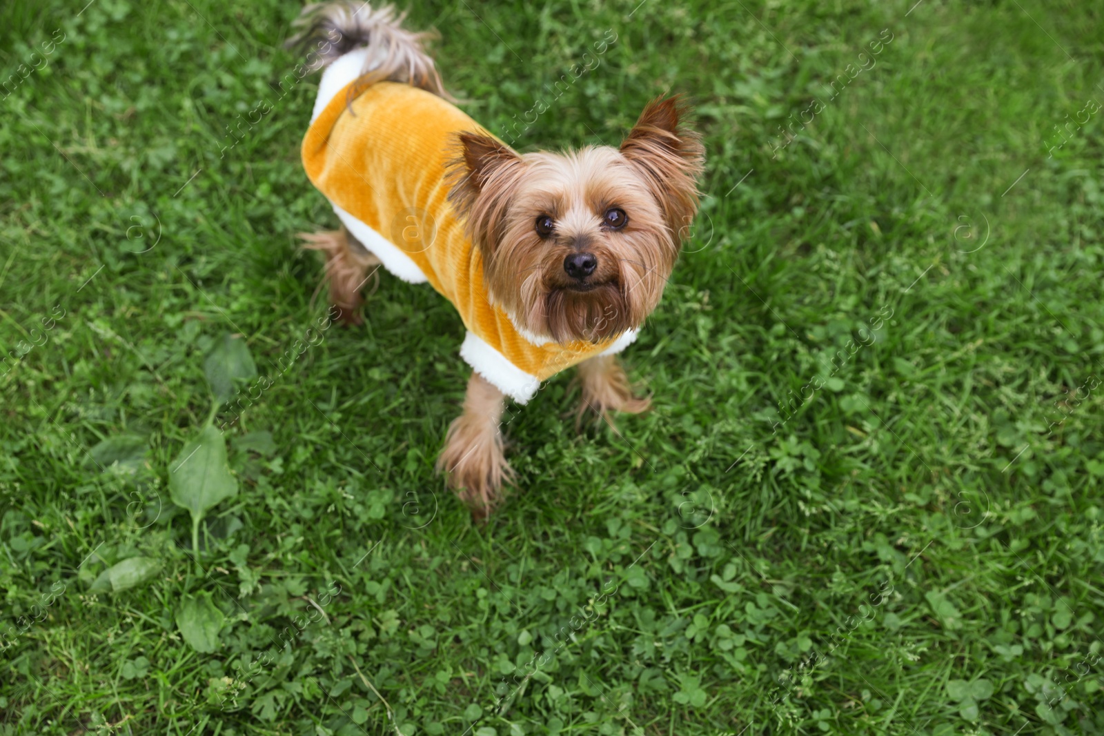 Photo of Cute Yorkshire terrier wearing stylish pet clothes in park, above view
