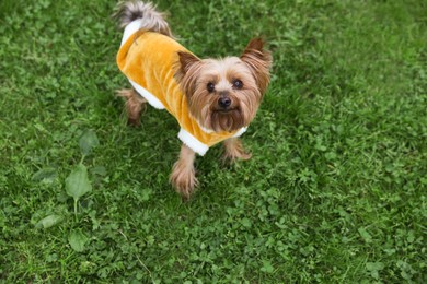 Photo of Cute Yorkshire terrier wearing stylish pet clothes in park, above view