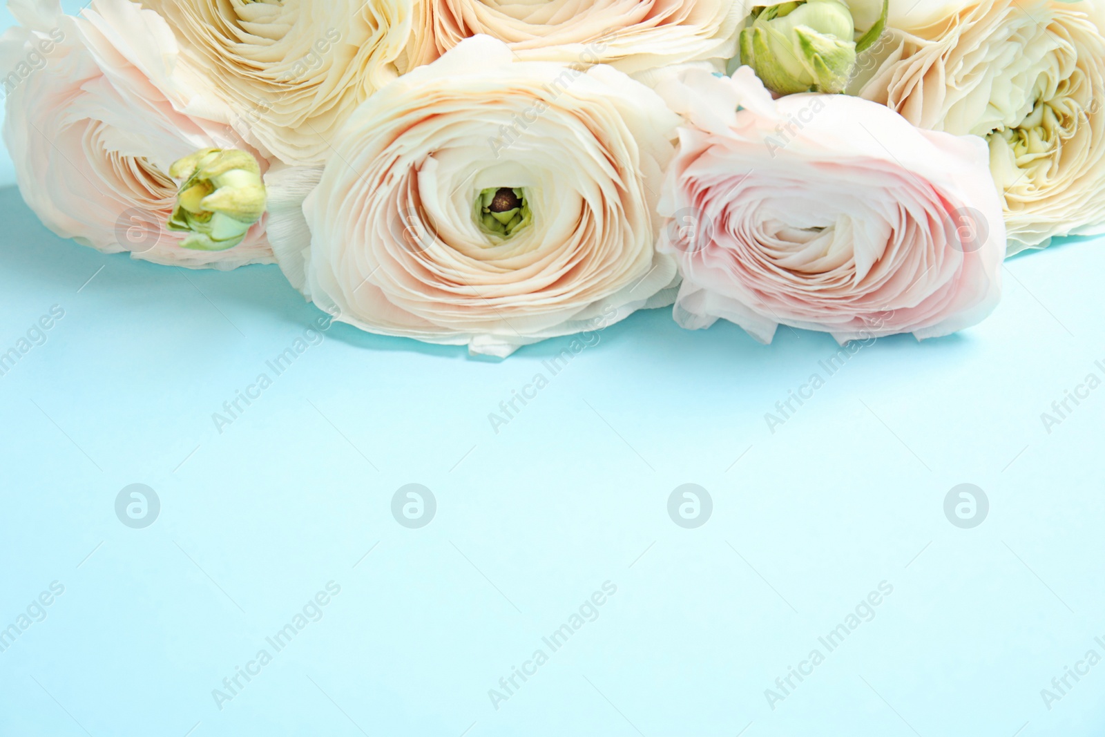 Photo of Ranunculus flowers on color background, space for text