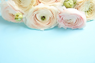 Photo of Ranunculus flowers on color background, space for text