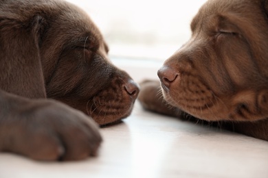 Photo of Chocolate Labrador Retriever puppies sleeping on floor indoors, closeup