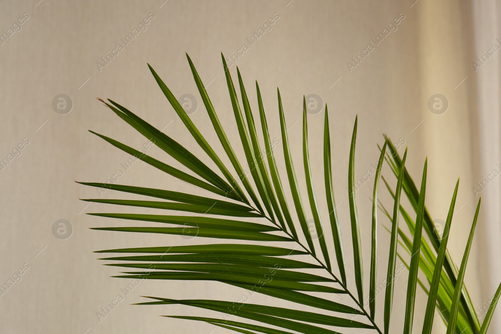 Photo of Green beautiful tropical leaves near beige wall