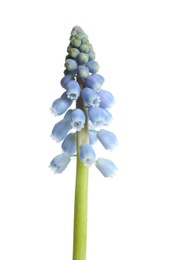 Beautiful spring muscari flower on white background