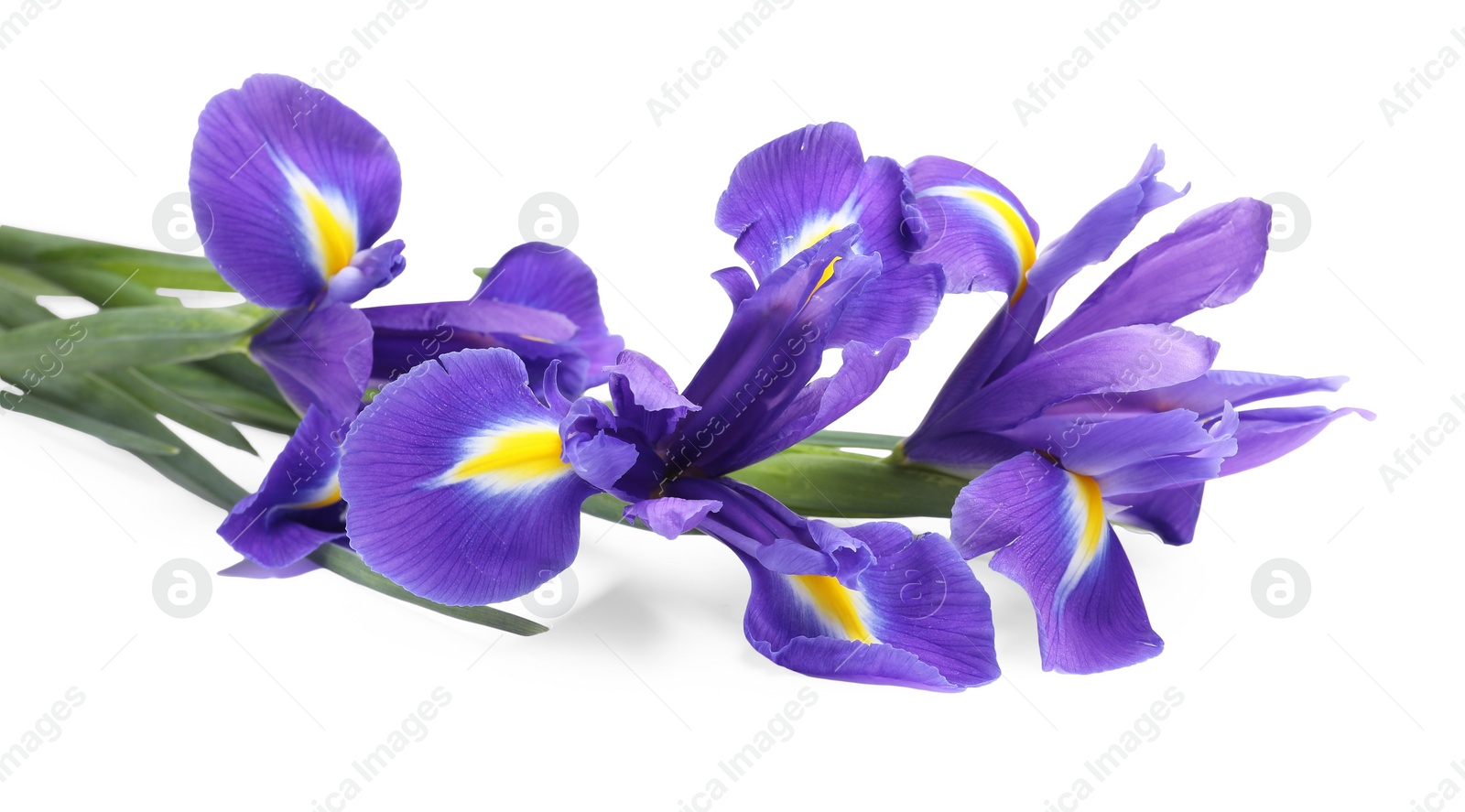 Photo of Beautiful violet iris flowers isolated on white