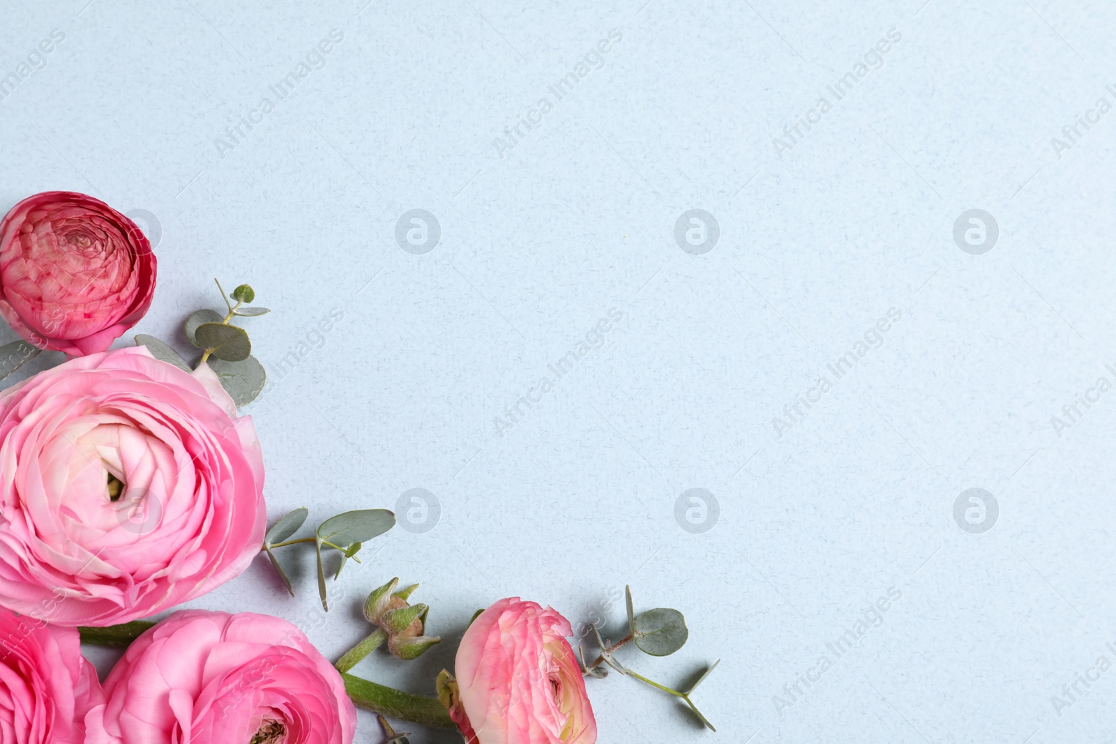 Photo of Beautiful ranunculus flowers on light blue background, flat lay. Space for text