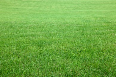 Beautiful lawn with bright green grass outdoors