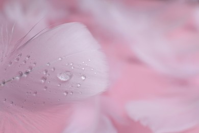 Fluffy white feathers with water drops on pink background, closeup. Space for text