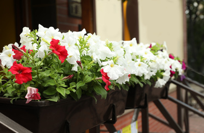 Beautiful petunia flowers in plant pots outdoors