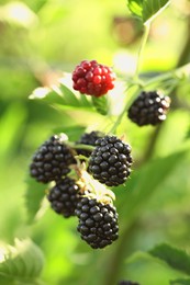 Ripe blackberries growing on bush outdoors, closeup