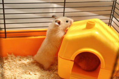 Cute little fluffy hamster playing in cage