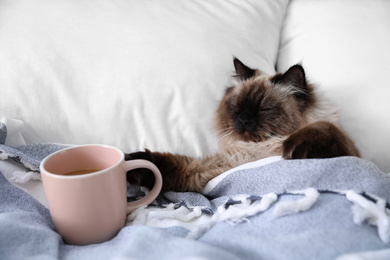 Photo of Cute Balinese cat covered with blanket on bed at home. Fluffy pet