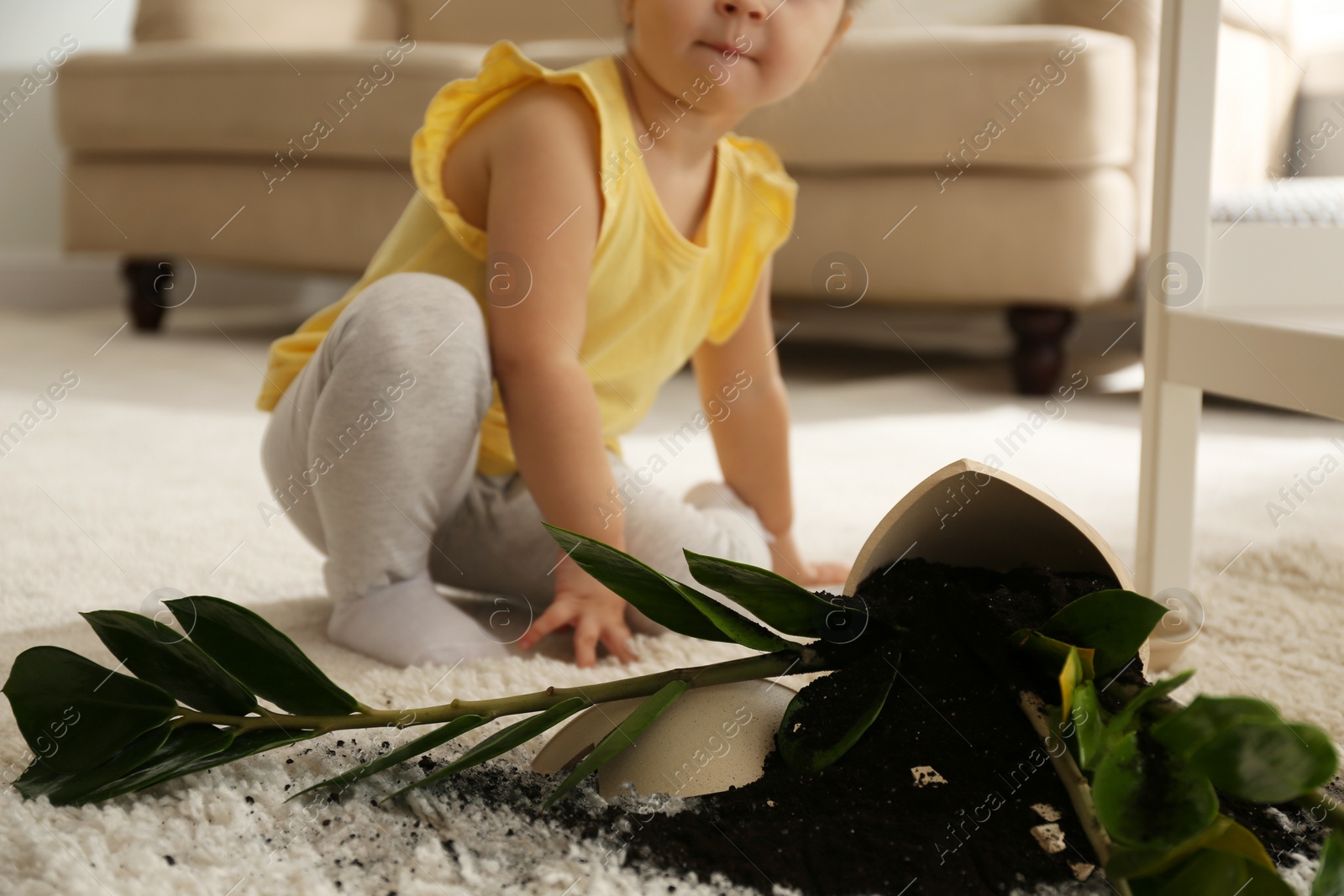 Photo of Little girl near houseplant and broken pot at home, closeup