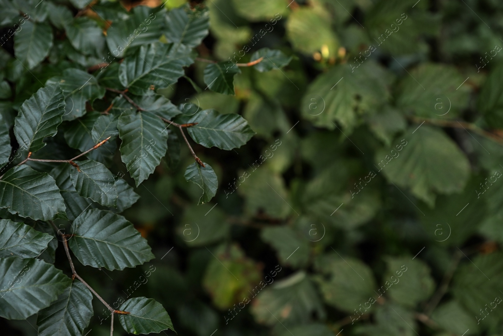 Photo of Beautiful tree with green leaves in forest, closeup