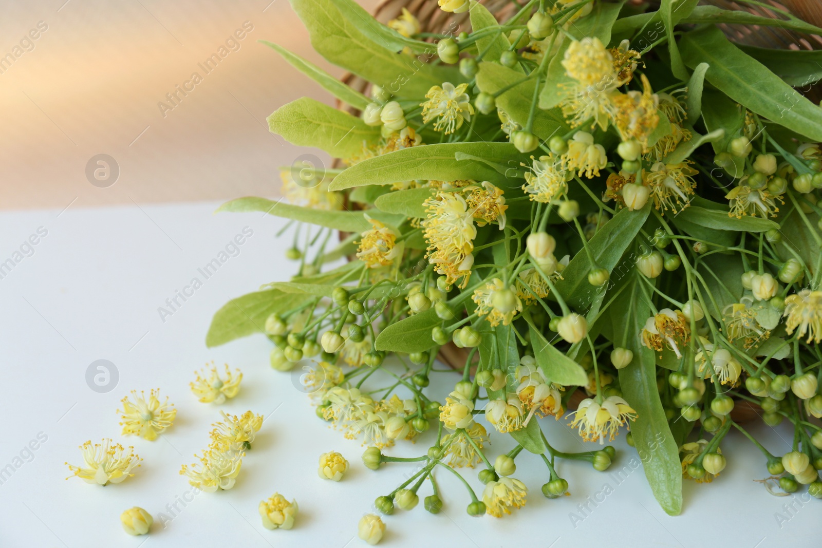 Photo of Beautiful linden blossoms and green leaves on white table, closeup. Space for text