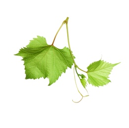 Photo of Fresh grapevine with leaves isolated on white