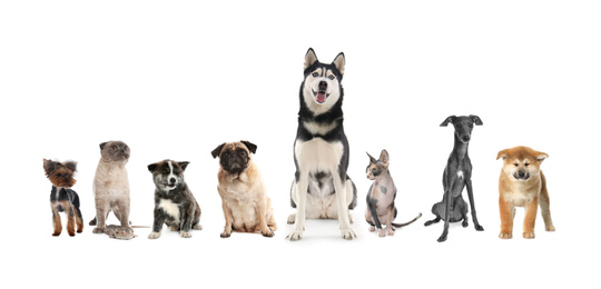 Image of Group of different pets on white background. Banner design