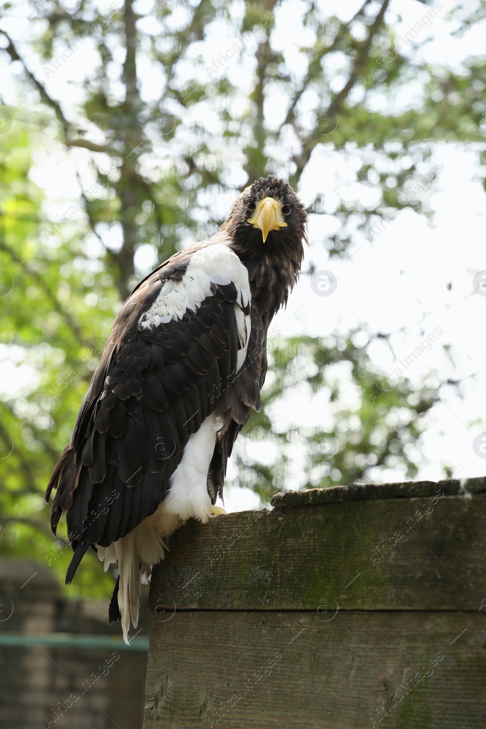 Photo of Beautiful Steller's sea eagle in zoo enclosure