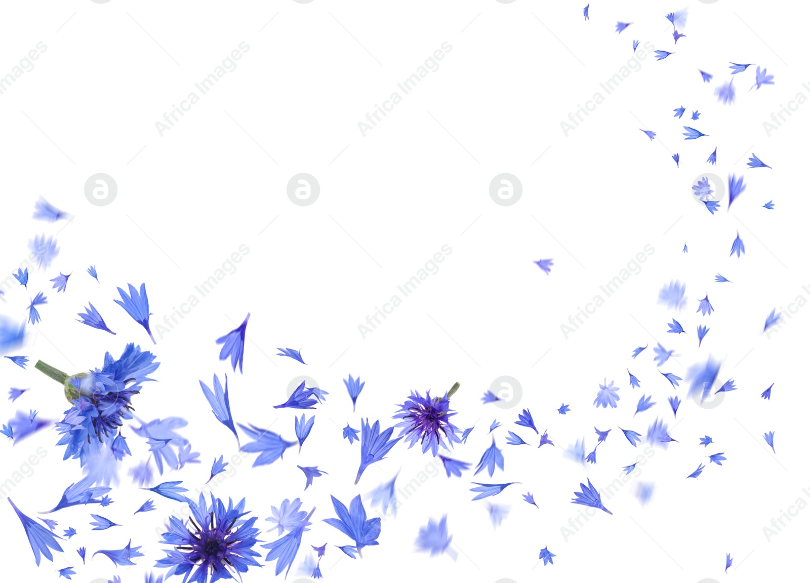 Image of Beautiful tender blue cornflower petals flying on white background