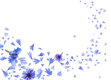 Beautiful tender blue cornflower petals flying on white background