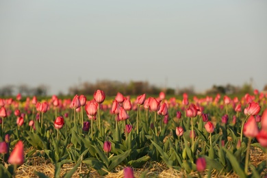 Photo of Field with fresh beautiful tulips. Blooming flowers