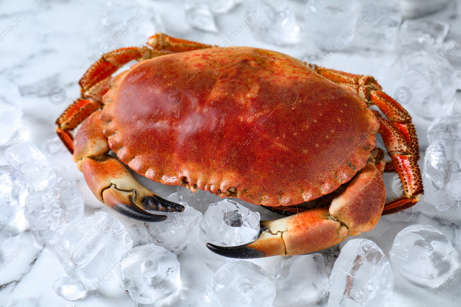 Photo of Delicious boiled crab and ice on white marble table, closeup