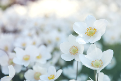 Photo of Beautiful blossoming Japanese anemone flowers outdoors on spring day