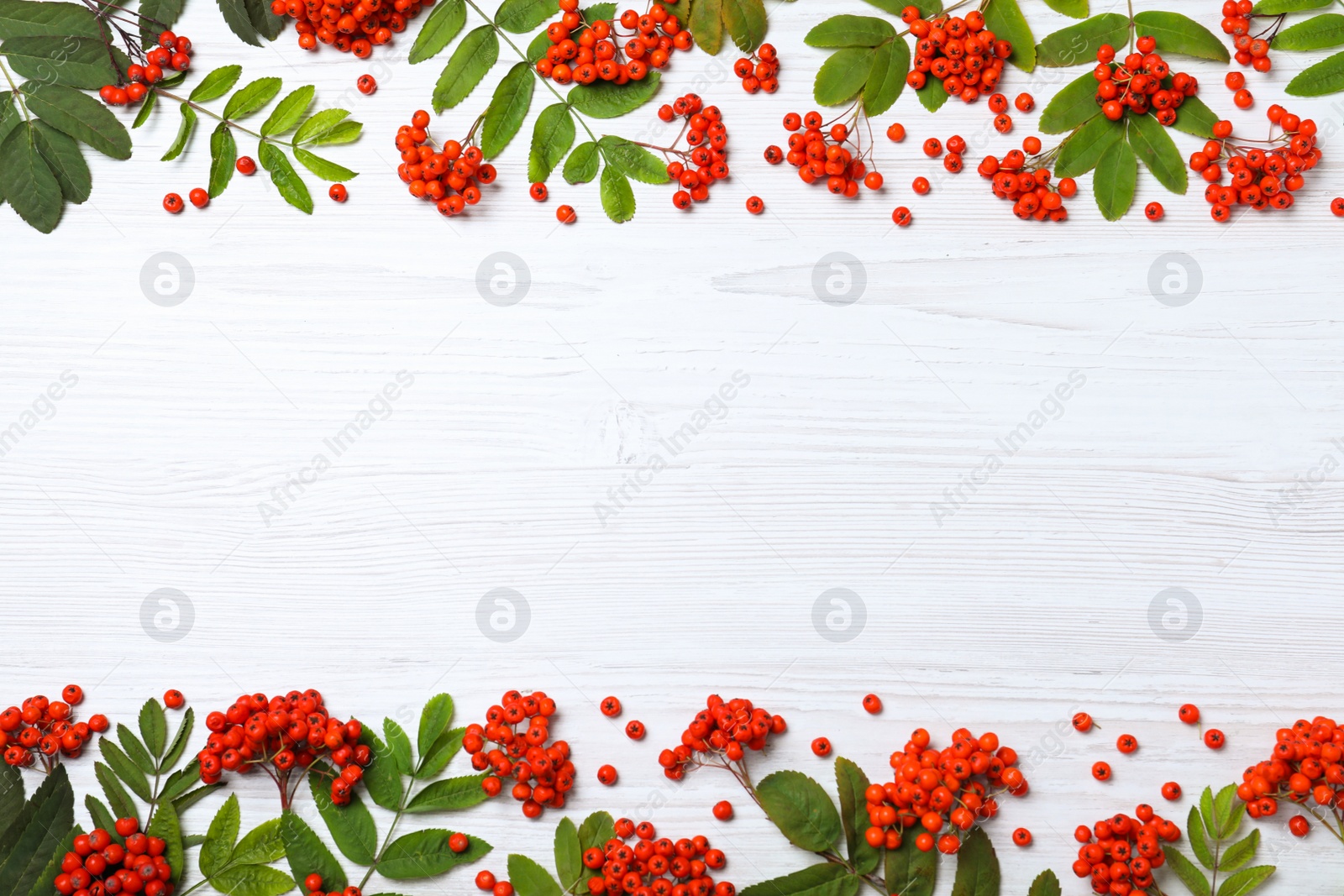 Photo of Frame of fresh ripe rowan berries and green leaves on white wooden table, flat lay. Space for text