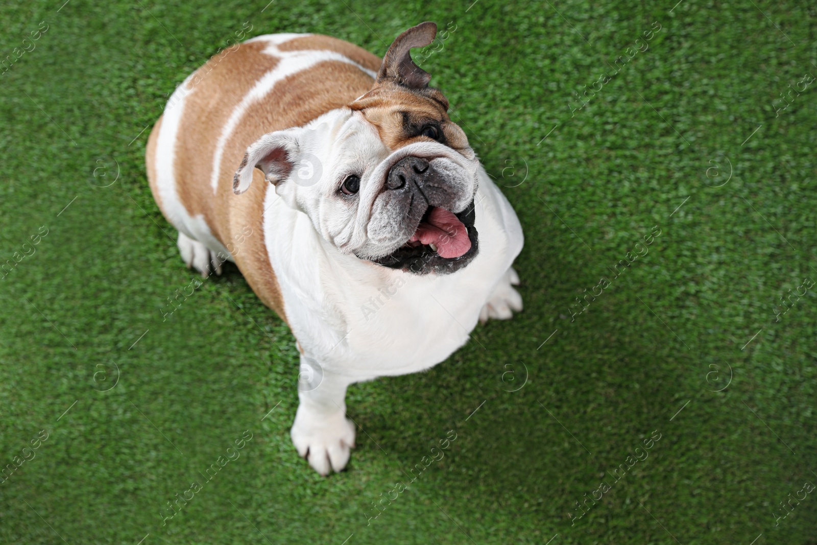 Photo of Adorable funny English bulldog on grass, above view. Space for text