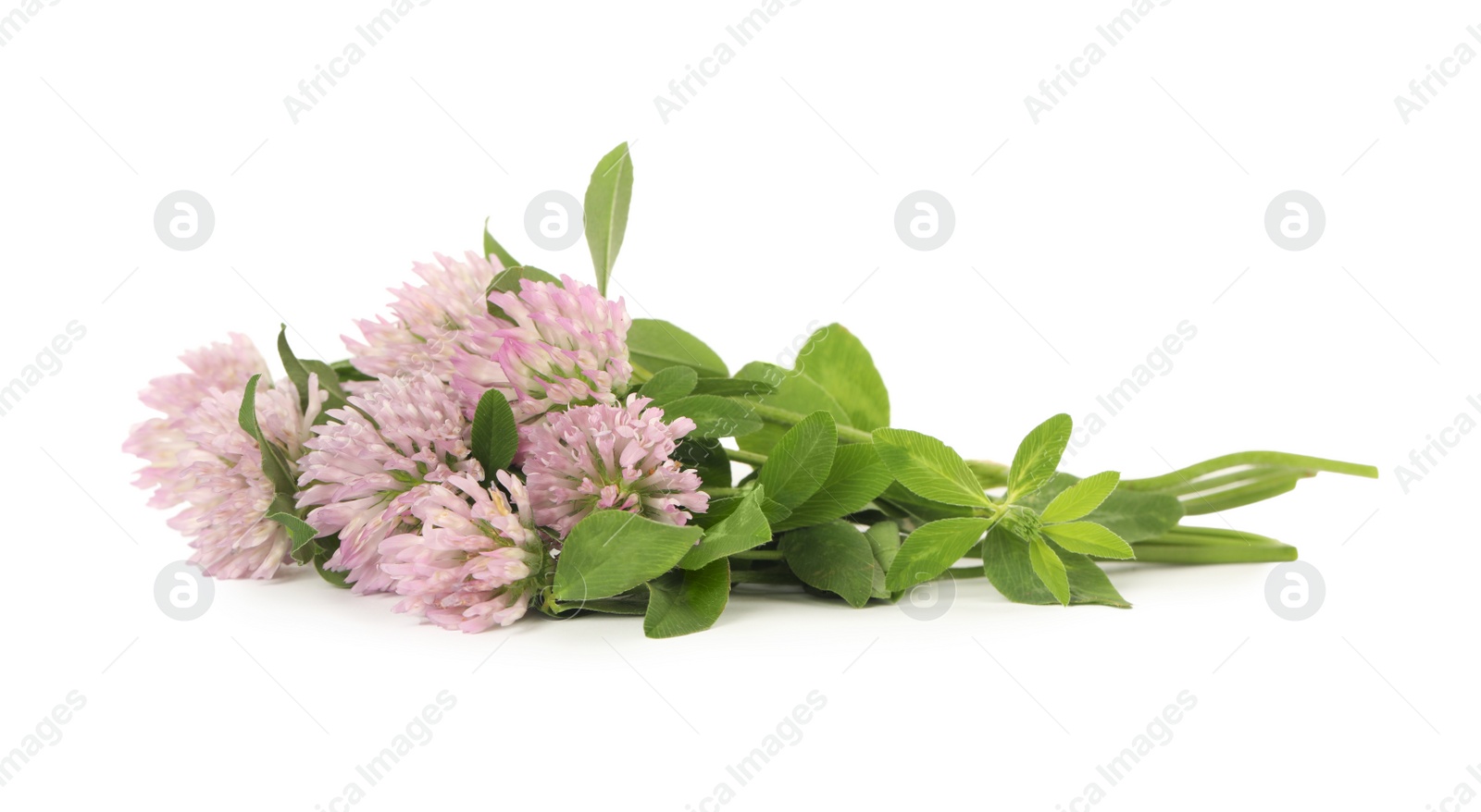 Photo of Beautiful blooming clover flowers on white background