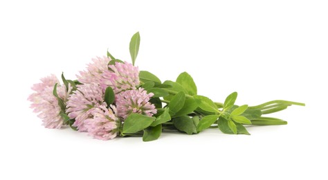 Photo of Beautiful blooming clover flowers on white background