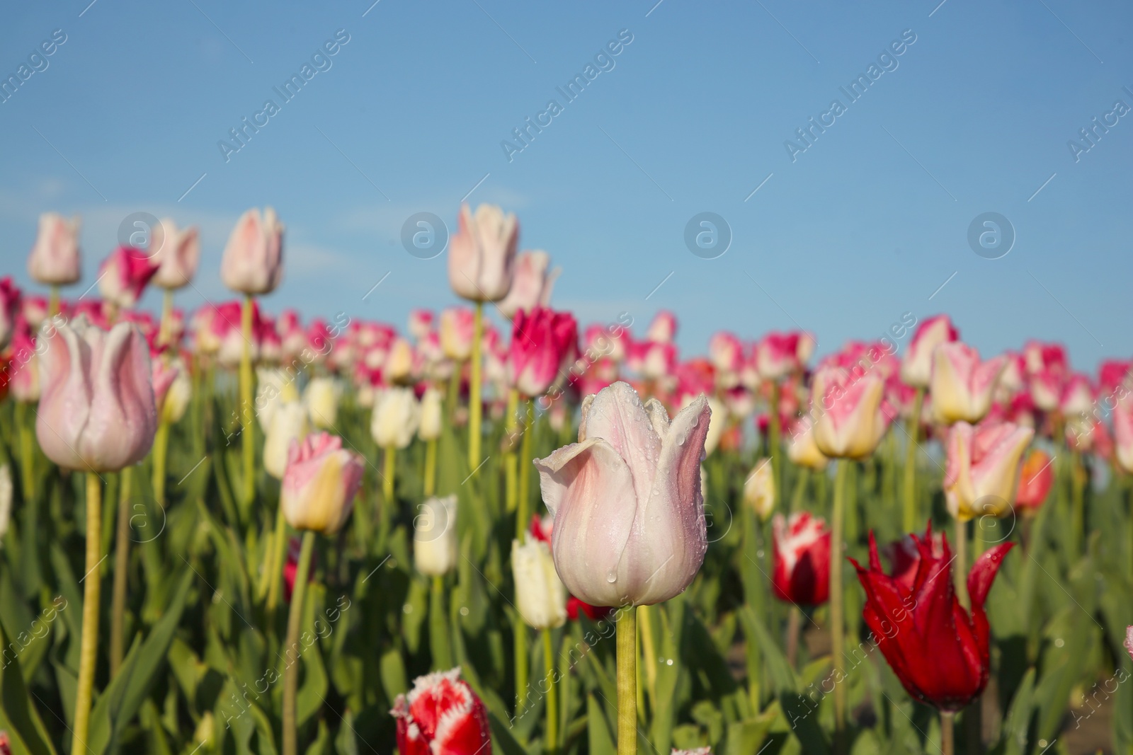 Photo of Beautiful pink tulip flowers growing in field on sunny day, closeup