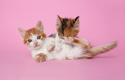 Photo of Cute little kittens playing on pink background. Baby animals