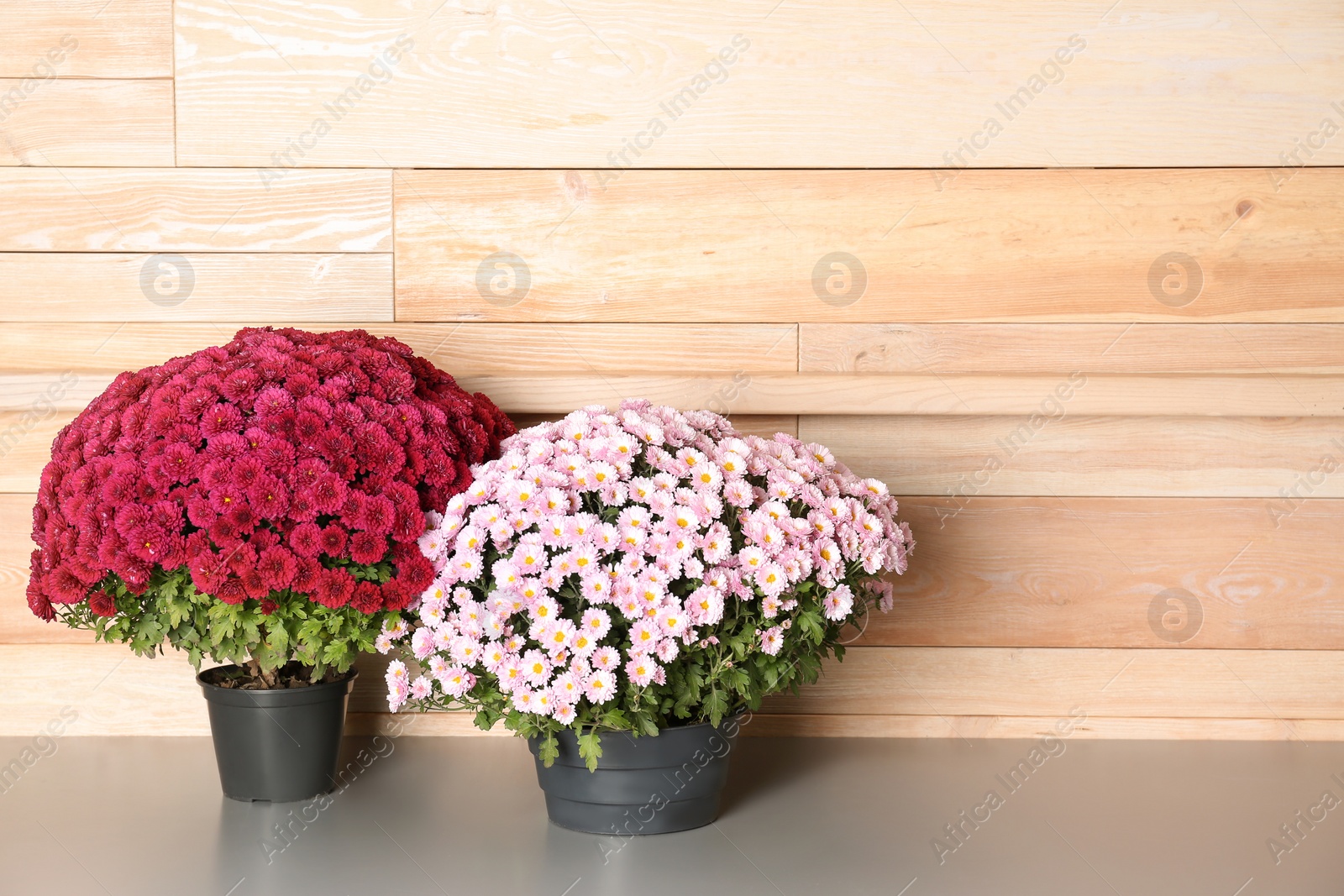 Photo of Beautiful potted chrysanthemum flowers on table near wooden wall. Space for text