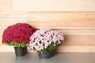 Beautiful potted chrysanthemum flowers on table near wooden wall. Space for text