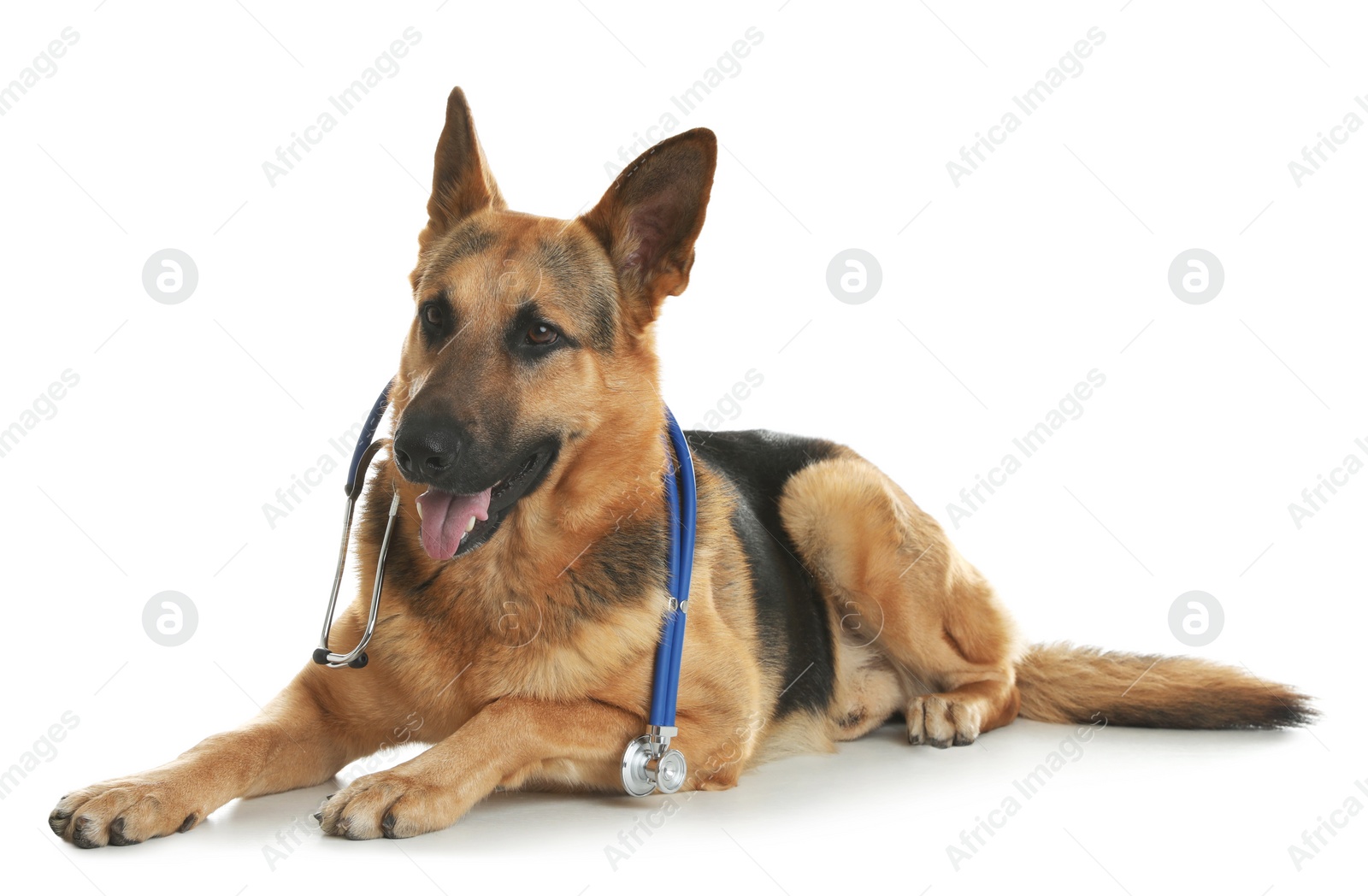 Photo of Cute dog with stethoscope as veterinarian on white background