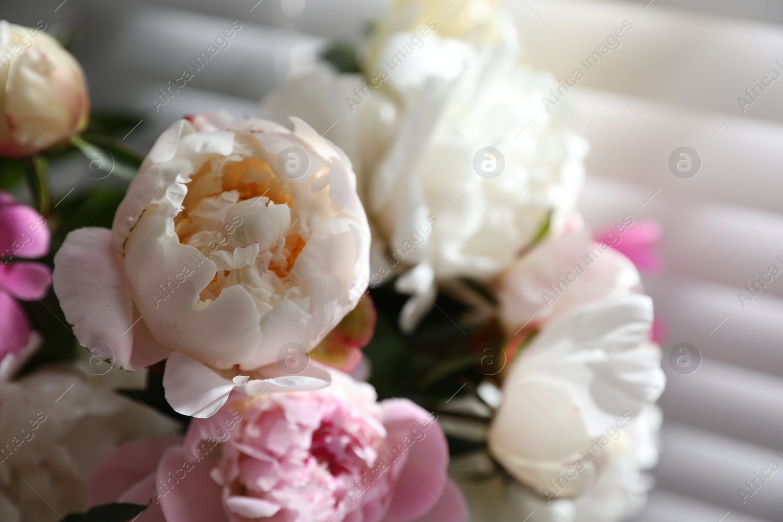 Photo of Closeup view of beautiful peonies near window indoors