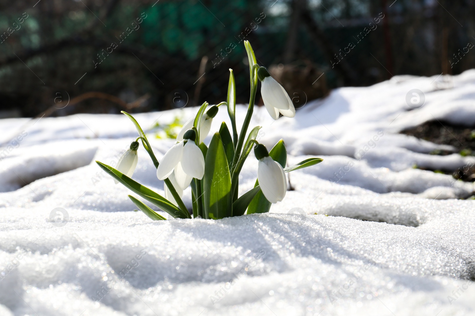 Photo of Beautiful blooming snowdrops growing in snow outdoors. Spring flowers