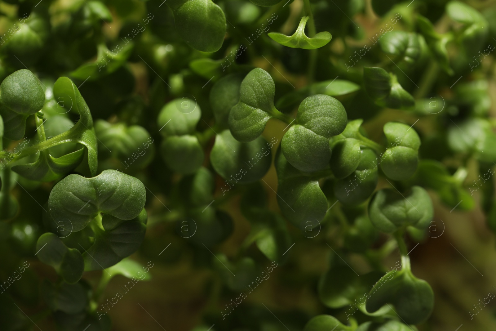 Photo of Sprouted arugula seeds as background, closeup view