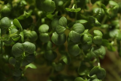 Photo of Sprouted arugula seeds as background, closeup view