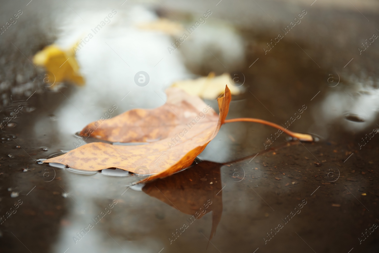 Photo of Autumn leaf in rain puddle on asphalt outdoors