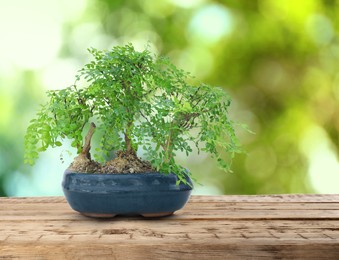 Image of Beautiful bonsai tree in pot on wooden table outdoors