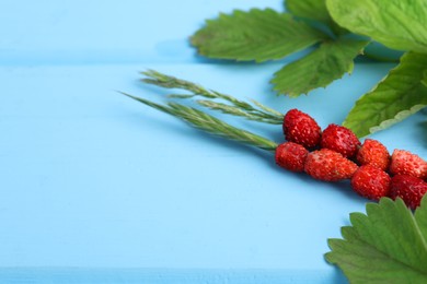 Photo of Grass stems with wild strawberries and leaves on light blue wooden table, closeup. Space for text