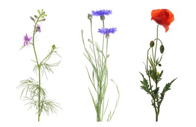 Collection of different beautiful wild flowers on white background