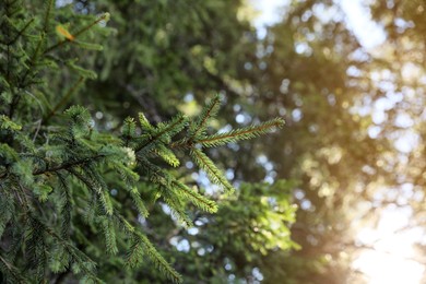 Photo of Beautiful conifer tree in forest on sunny day, closeup