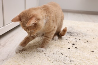 Cute ginger cat on carpet with scattered soil indoors