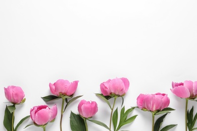 Fragrant peonies on white background, top view. Beautiful spring flowers